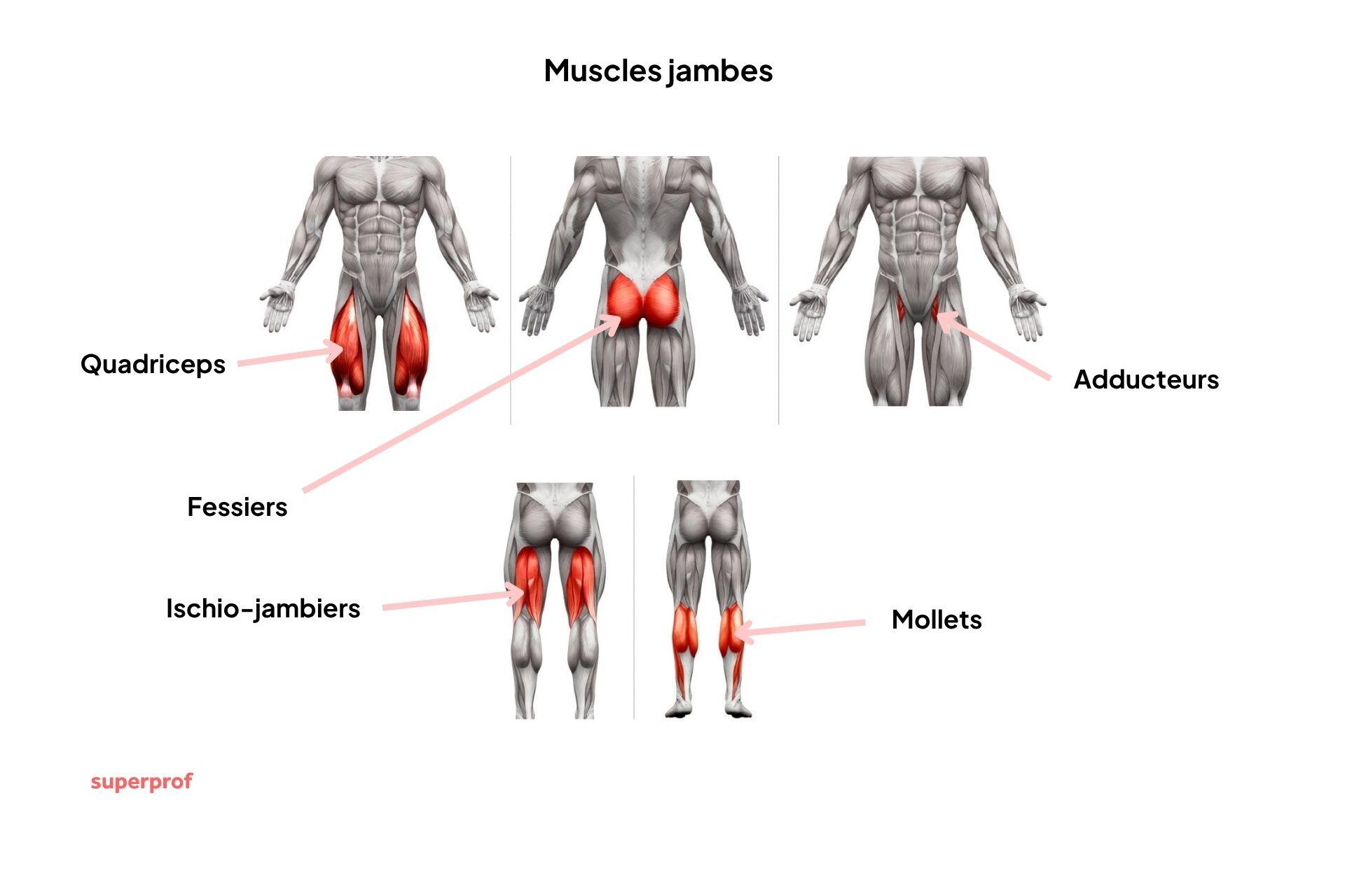 Chaîne antérieure vs chaîne postérieure jambes